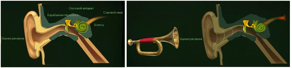 Ухо и восприятие звуковых волн